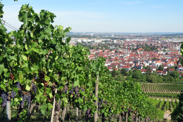 Blick vom Kappelberg auf Fellbach